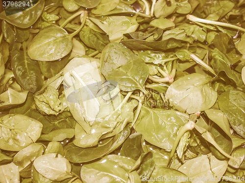Image of Retro looking Spinach leaves
