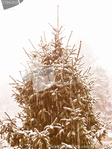 Image of Retro looking Pine tree