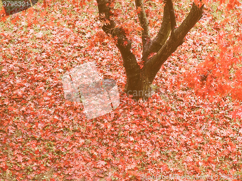 Image of Retro looking Canarian maple tree