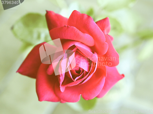 Image of Retro looking Rose picture