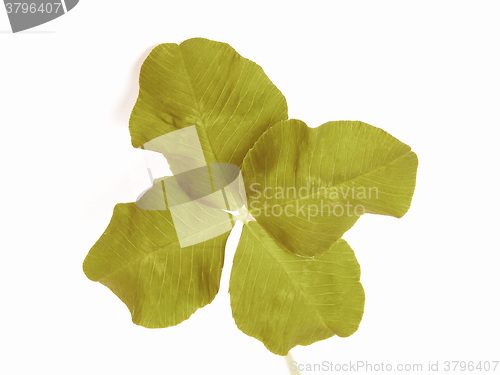 Image of Retro looking Four leaf shamrock