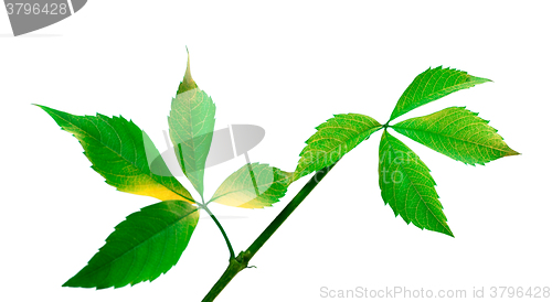 Image of Green twig of grapes leaves (Parthenocissus quinquefolia foliage