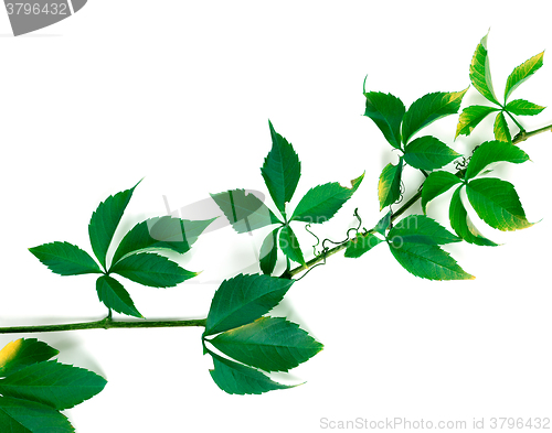 Image of Branch of green grapes leaves on white