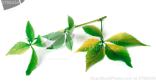 Image of Multicolor grapes leaves 