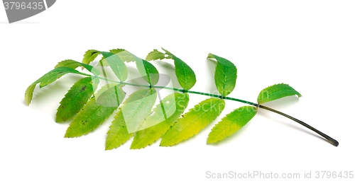 Image of Rowan leaves on white background