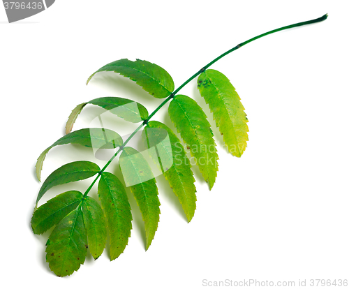 Image of Green rowan leaves