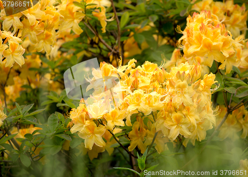 Image of Yellow azalea, Rhododendron bush in blossom