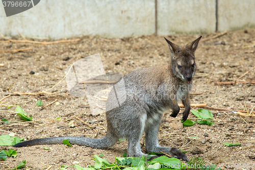 Image of Red-necked Wallaby baby grazing
