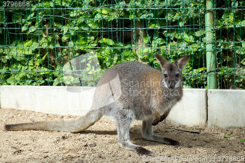 Image of grazzing Red-necked Wallaby