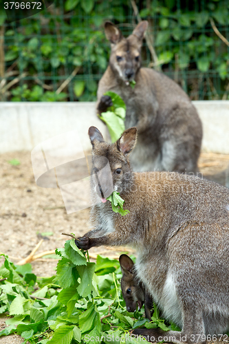 Image of grazzing Red-necked Wallaby