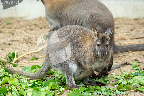 Image of grazzing Red-necked Wallaby