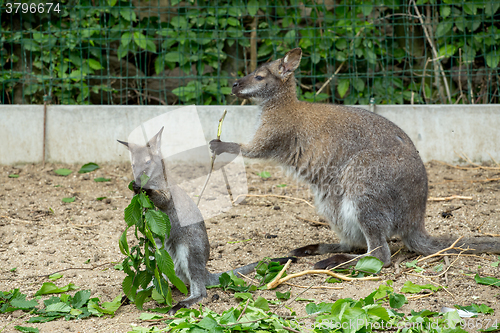 Image of Red-necked Wallaby baby grazing