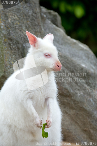 Image of Closeup of a Red-necked Wallaby white albino female