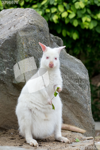 Image of Closeup of a Red-necked Wallaby white albino female