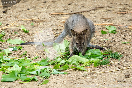 Image of Red-necked Wallaby baby grazing