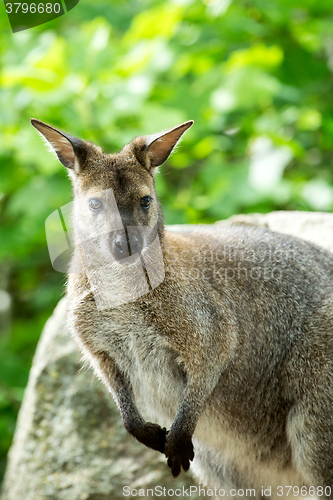 Image of Closeup of a Red-necked Wallaby