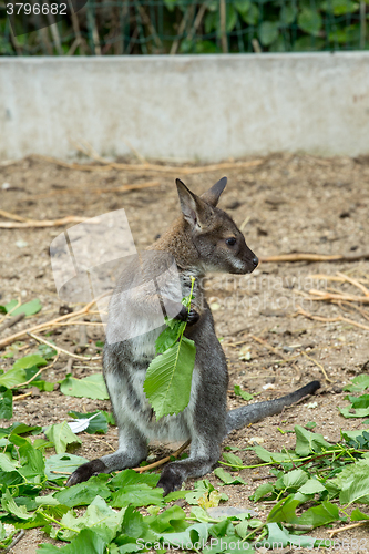 Image of Red-necked Wallaby baby grazing