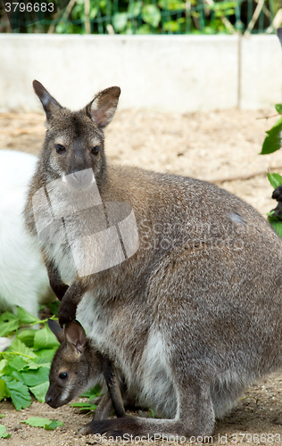 Image of grazzing Red-necked Wallaby