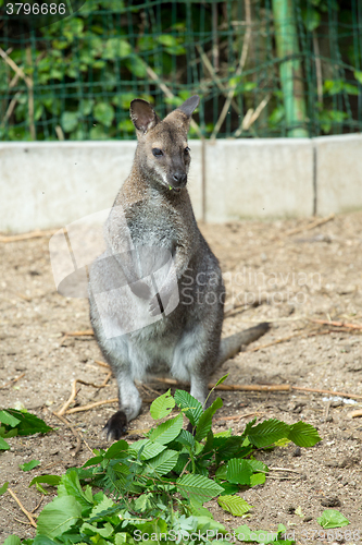 Image of grazzing Red-necked Wallaby