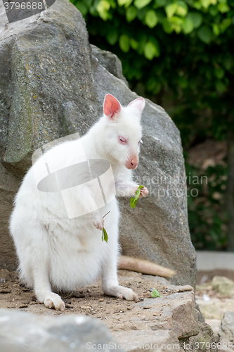 Image of Closeup of a Red-necked Wallaby white albino female