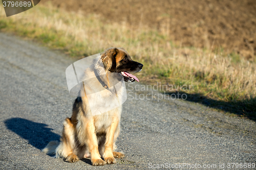 Image of purebred Leonberger dog outdoors