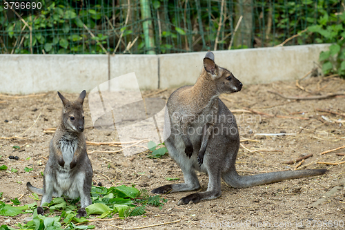 Image of Red-necked Wallaby baby grazing