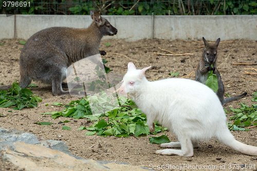 Image of grazzing Red-necked Wallaby