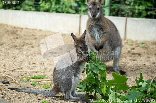 Image of Red-necked Wallaby baby grazing