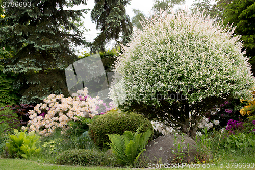 Image of Beautiful spring garden design with rhododendron