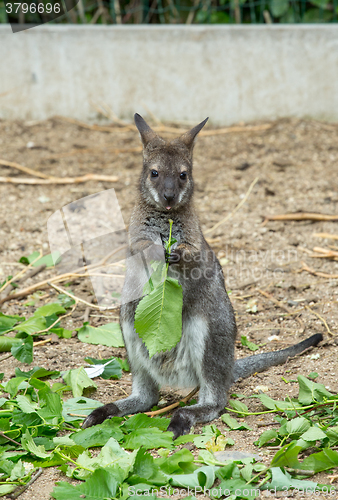 Image of Red-necked Wallaby baby grazing