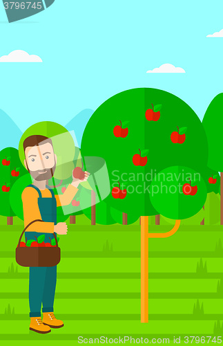 Image of Farmer collecting apples.