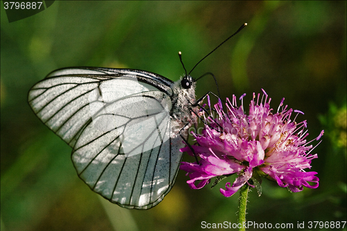 Image of  white  resting in a pink flower and green