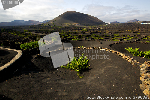 Image of  viticulture  winery lanzarote spain la geria crops  cultivation