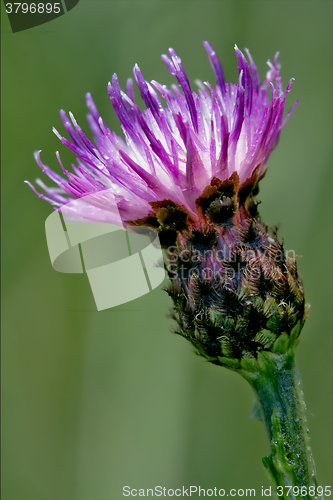 Image of    flower and green backgound