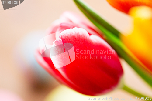 Image of close up of tulip flowers