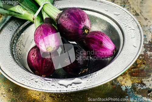 Image of summer crop of onions