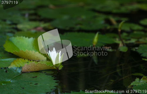 Image of Water lily blooming