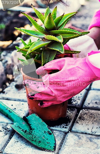 Image of Plant aloe in pot