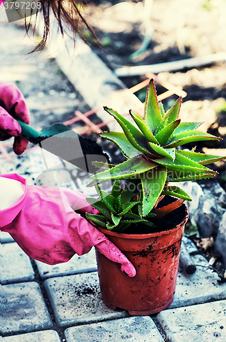 Image of Plant aloe in pot