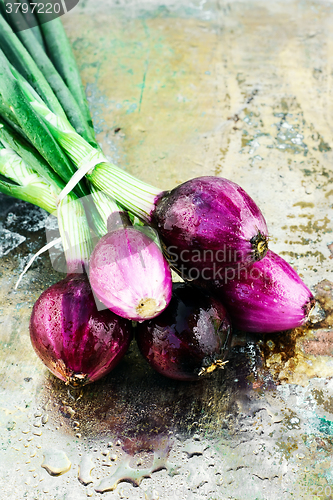 Image of summer crop of onions