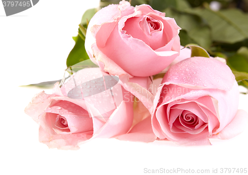 Image of Three pink roses with water drops.