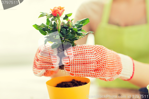 Image of close up of woman hands planting roses in pot