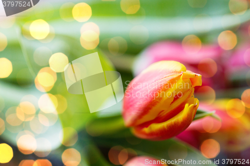 Image of close up of tulip flowers