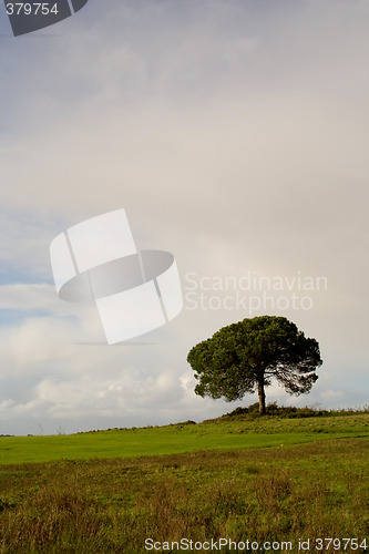 Image of Vertical Lonely Tree