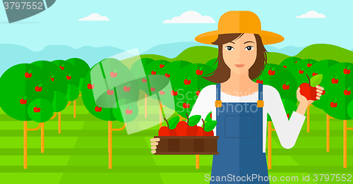 Image of Farmer collecting apples.