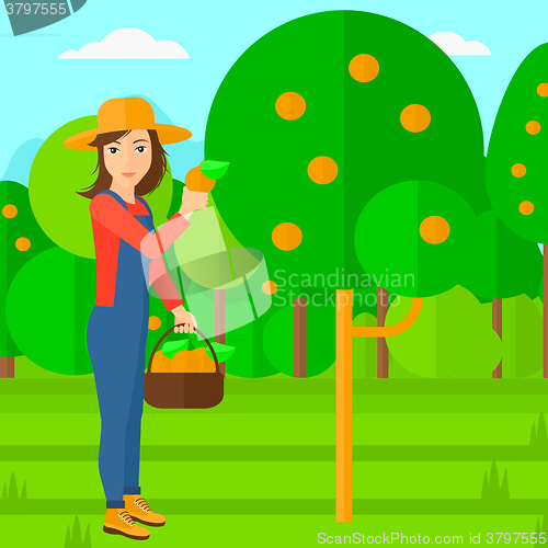 Image of Farmer collecting oranges.