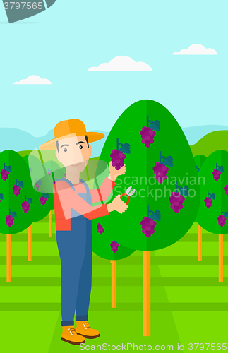 Image of Farmer collecting grapes.