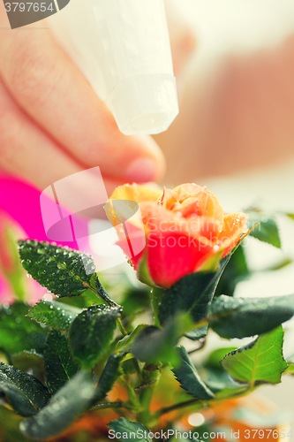 Image of close up of woman hand spraying rose flower