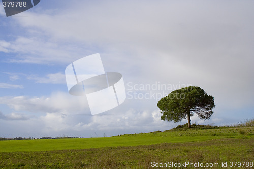 Image of Lonely Tree II