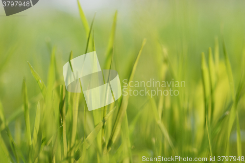 Image of Green grass at sunset